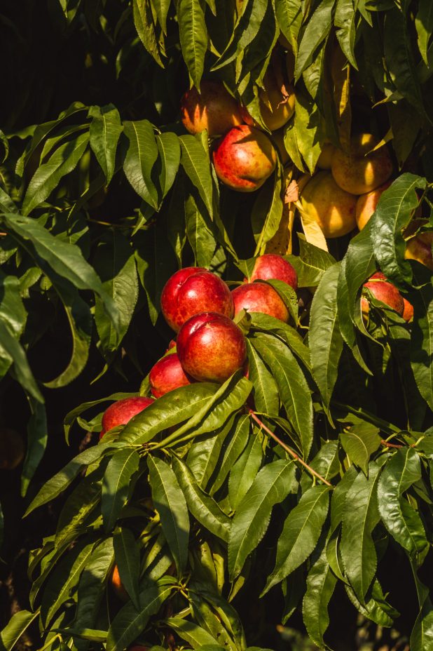 Sweet organic nectarines on tree in big garden. Banner. Summer. Autumn. Hungary